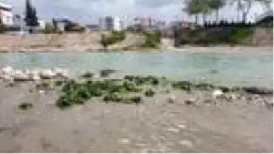 Osmaniye'deki üreticiler elde kalan binlerce demet ıspanağı Savrun Çayı'na döktü Osmaniye'deki üreticiler elde kalan binlerce demet ıspanağı Savrun Çayı'na döktü