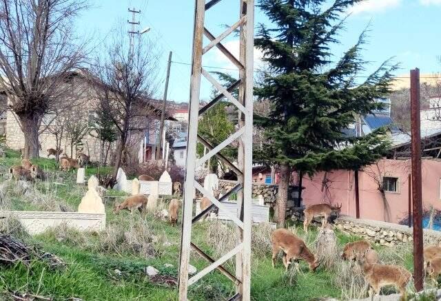 Tunceli Çemişgezek'te şehre inen yaban keçileri çatıya çıktı Tunceli Çemişgezek'te şehre inen yaban keçileri çatıya çıktı