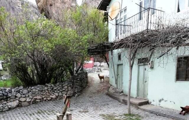 Tunceli Çemişgezek'te şehre inen yaban keçileri çatıya çıktı Tunceli Çemişgezek'te şehre inen yaban keçileri çatıya çıktı
