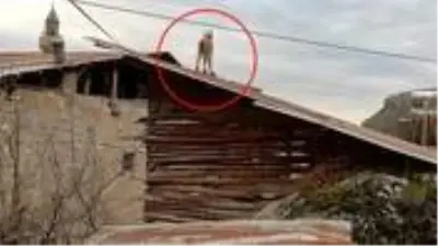 Tunceli Çemişgezek'te şehre inen yaban keçileri çatıya çıktı Tunceli Çemişgezek'te şehre inen yaban keçileri çatıya çıktı