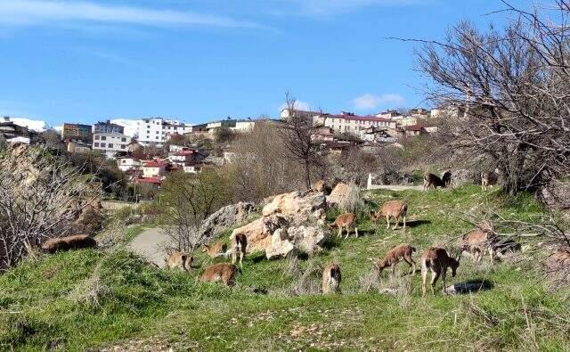 Tunceli Çemişgezek'te şehre inen yaban keçileri çatıya çıktı Tunceli Çemişgezek'te şehre inen yaban keçileri çatıya çıktı
