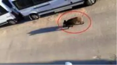 Virüs nedeniyle boş kalan sokaklara gündüz vakti domuzlar inmeye başladı Virüs nedeniyle boş kalan sokaklara gündüz vakti domuzlar inmeye başladı