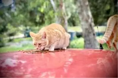 Didim'de sokak hayvanlarına karşı duyarsız kalınmadı. Didim'de sokak hayvanlarına karşı duyarsız kalınmadı.