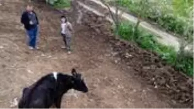 İzmirli vatandaşın kayıp büyükbaş hayvanı, gazetecilere ait drone ile bulundu İzmirli vatandaşın kayıp büyükbaş hayvanı, gazetecilere ait drone ile bulundu