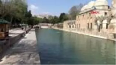 ŞANLIURFA Balıklıgöl’deki balık ve kuşlara yem verildi