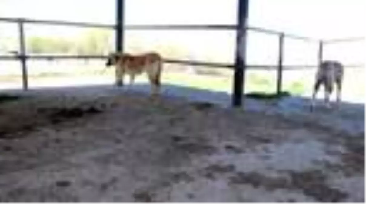 Suşehri Belediyesi sokak hayvanlarına yem ve mama bıraktı