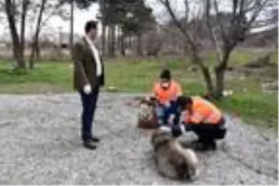 Tatvan Belediyesi'nden sokak hayvanlarına yem