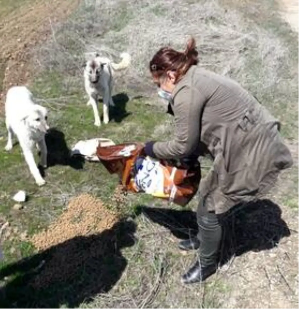 Yiyecek bulmakta zorlanan sokak hayvanlarına yem ve mama desteği