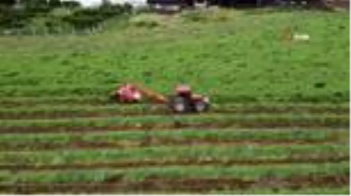 Erkenci yem bezelyesi 'Arda' çiftçinin yüzünü güldürüyor