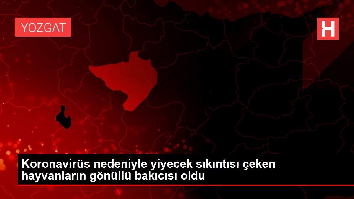 Koronavirüs nedeniyle yiyecek sıkıntısı çeken hayvanların gönüllü bakıcısı oldu
