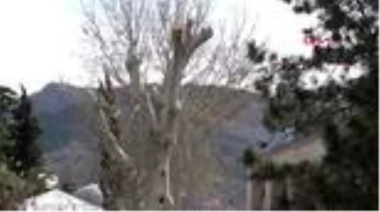 TOKAT 447 yıllık çınar ağacının dalları koruma amaçlı budandı