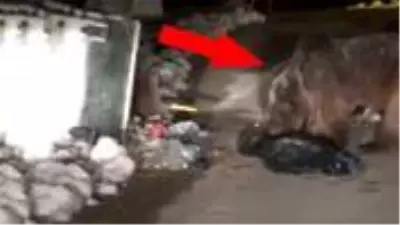 Uludağ’da kış uykusundan uyanan ayılar yemek bulamayınca şehre indi