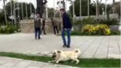 Yiyecek bulmakta zorlanan sokak hayvanlarına mama desteği
