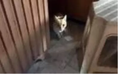 Dükkanda mahsur kalan kedi ve 7 yavrusu kurtarıldı