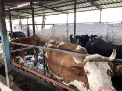 Milas'ta aşılama çalışmaları devam ediyor