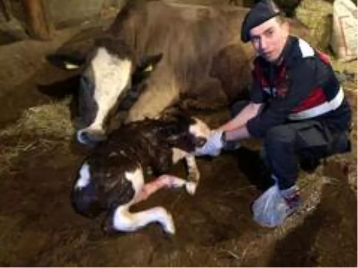 (Özel) Yaşlı kadının ineğinin doğumunu jandarma yaptırdı