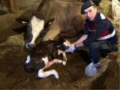 (Özel) Yaşlı kadının ineğinin doğumunu jandarma yaptırdı