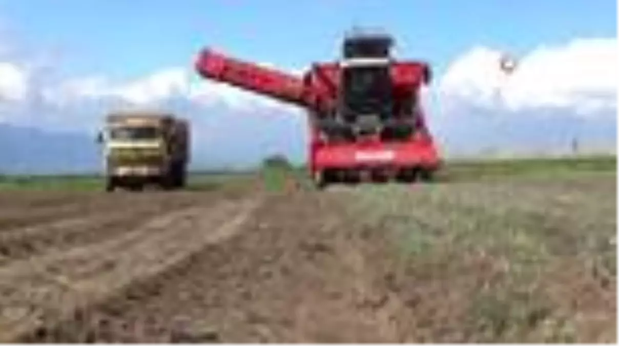 Siyah havuçta hasat heyecanı