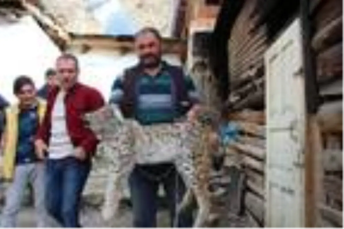 Tavukları öldüren vaşak, uyuşturucu iğneyle yakalandı