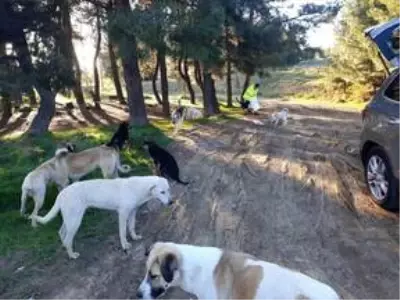 Tekirdağ'da gönüllüler ve belediye ekipleri can dostlar için sokaklara mama bıraktı