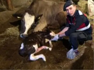 Yaşlı kadının ineğinin doğumunu jandarma yaptırdı