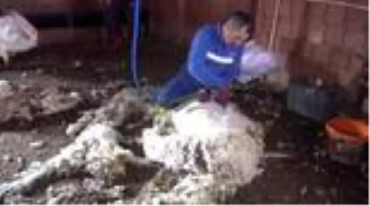 Trakya'da 'koyun kırkma telaşı' başladı