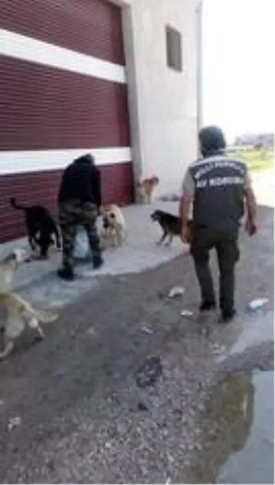 Adana'da sokak hayvanları aç bırakılmıyor Adana'da sokak hayvanları aç bırakılmıyor