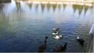 Kuğulu Milli Parkı'nda sadece kuğular sessizliği bozuyor Kuğulu Milli Parkı'nda sadece kuğular sessizliği bozuyor