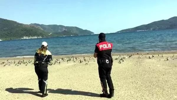 Marmaris�te güvercinleri, polis ekipleri besledi Haberler