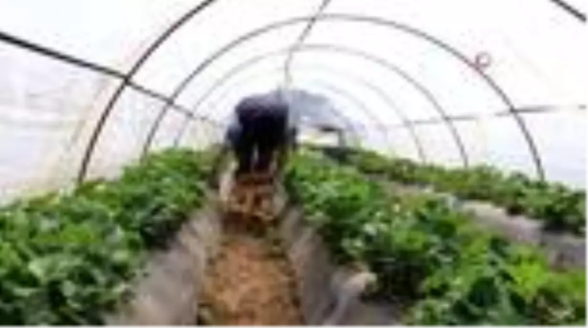 Sokağa çıkma yasağında erken çilek hasadı