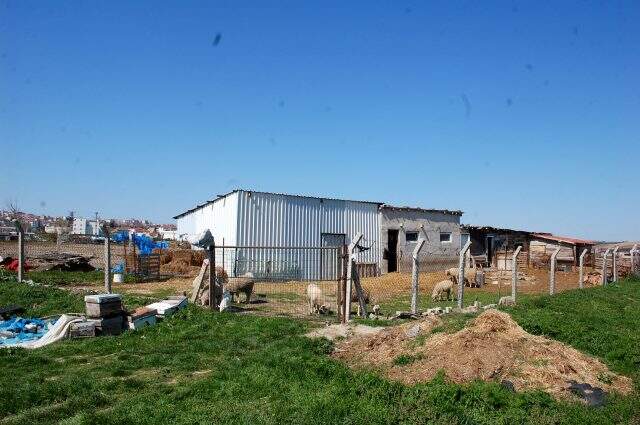 Tekirdağ'da hırsızlar, köpekleri kemikle besleyip 20 koyunu çaldılar
