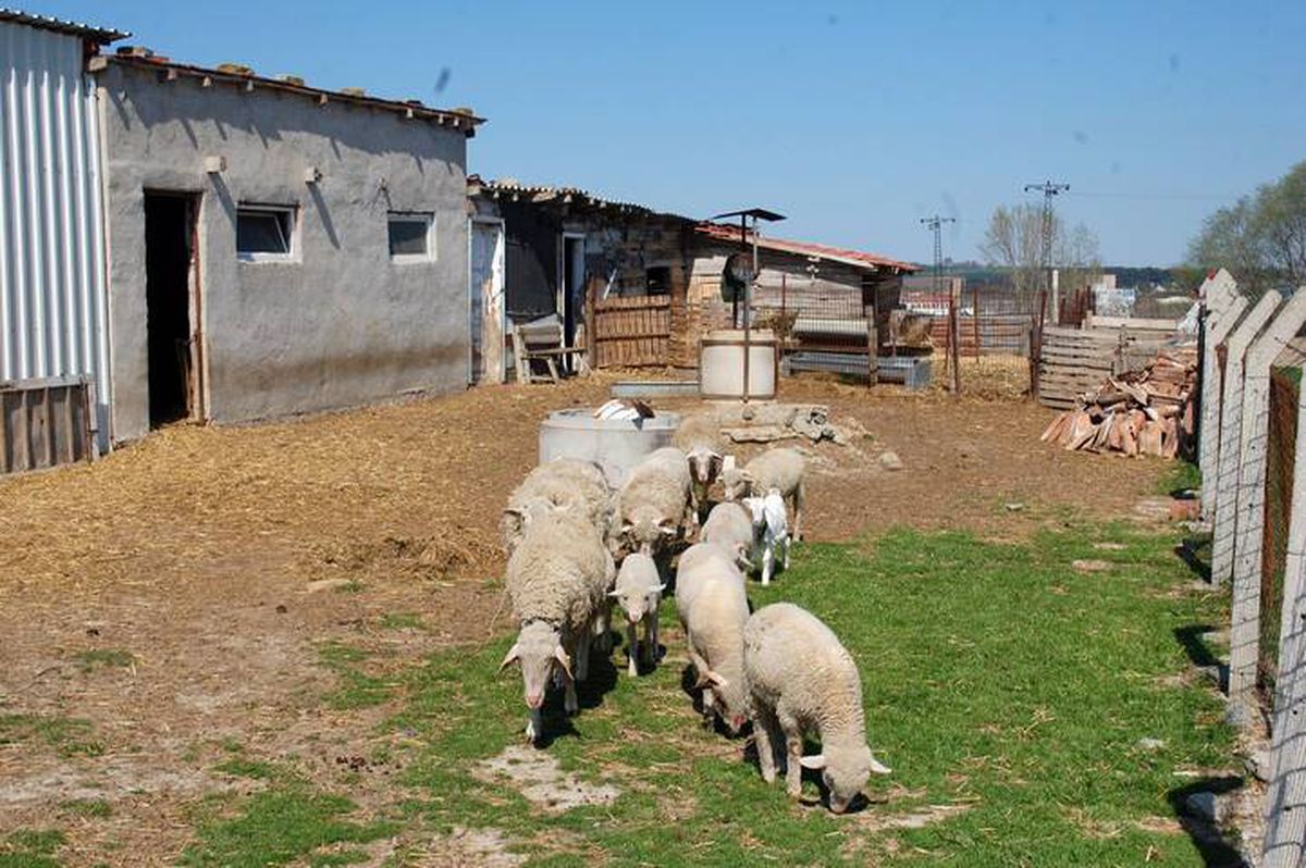 Tekirdağ'da hırsızlar, köpekleri kemikle besleyip 20 koyunu çaldılar