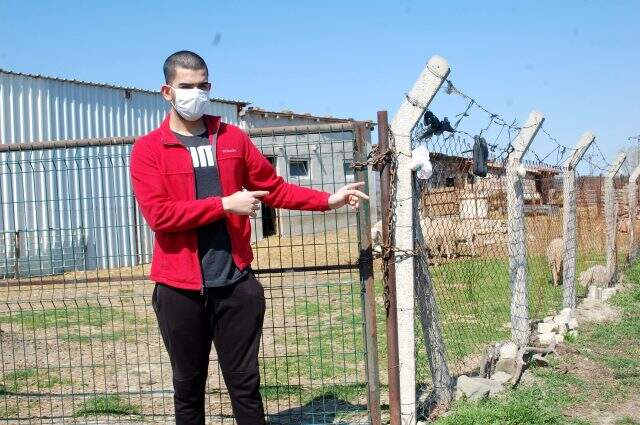 Tekirdağ'da hırsızlar, köpekleri kemikle besleyip 20 koyunu çaldılar
