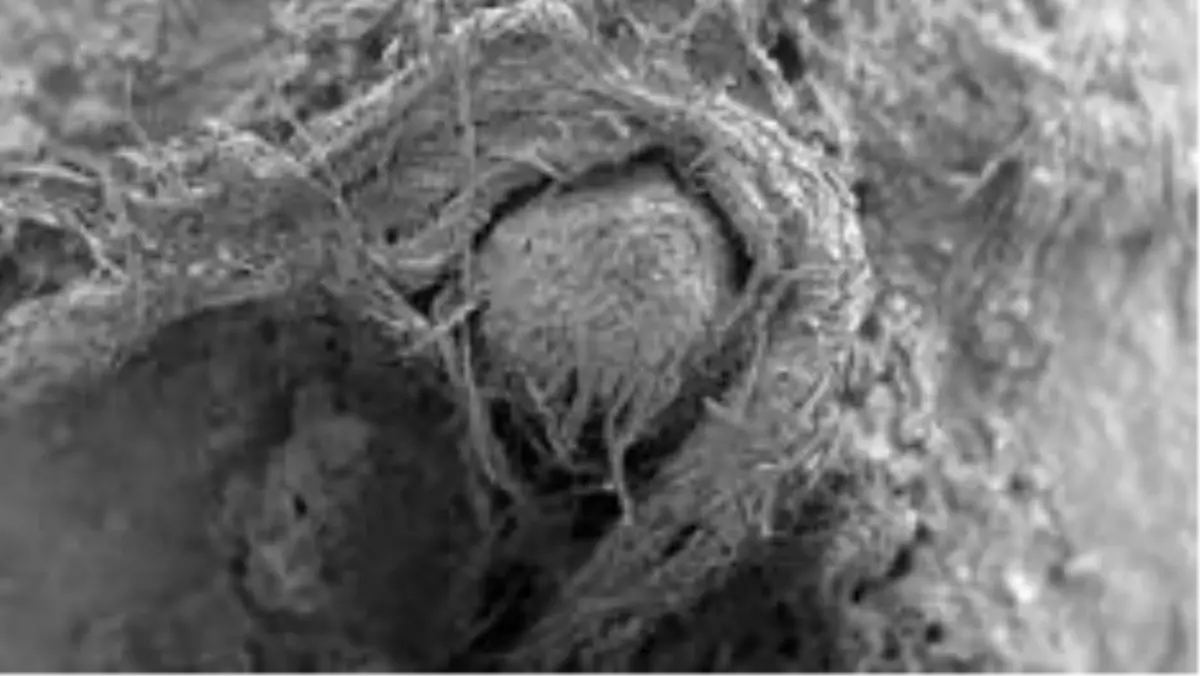 Fransa'da bir mağarada bulanan 50 bin yıllık sicim parçası Neandertaller hakkında çok önemli...