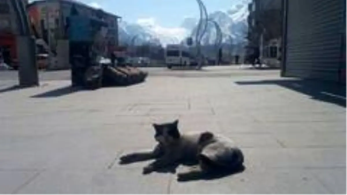 Hakkari'nin caddeleri sahipsiz kedilere kaldı