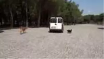 Hayvansever kardeşler sahipsiz hayvanlar için kilometrelerce yol katediyor - ÇANAKKALE
