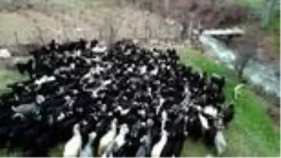 Toroslar’ın 40 yıllık çobanının bitmek bilmeyen meslek aşkı - KONYA