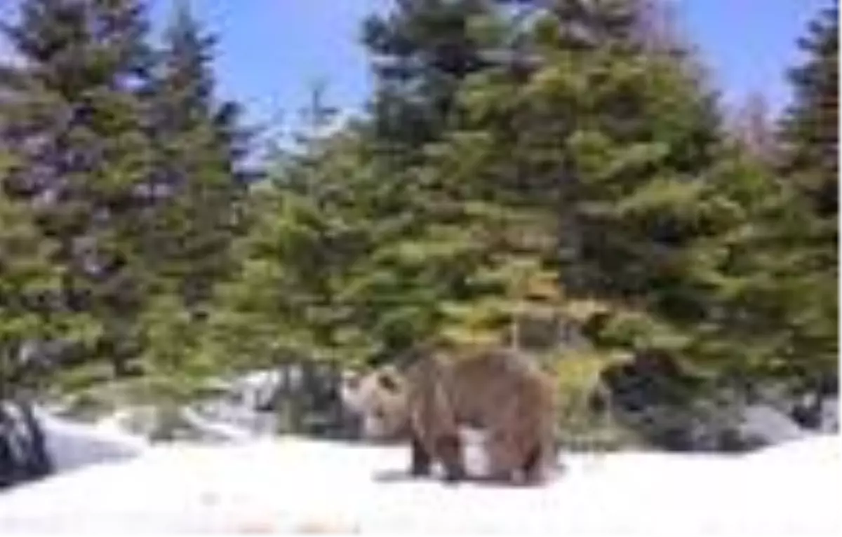 Uludağ'da, yaban hayvanlarının beslenme anı kamerada