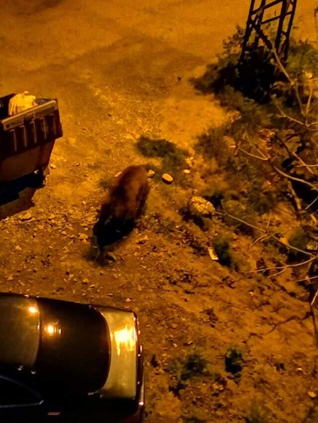 Artvin'de kış uykusundan uyanan ayı ve iki yavrusu şehre indi.