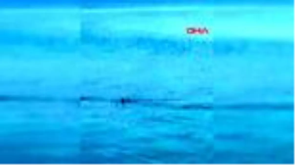 Köpek balığı sanılan zargana azmanları, Bodrum'da tartışma konusu oldu