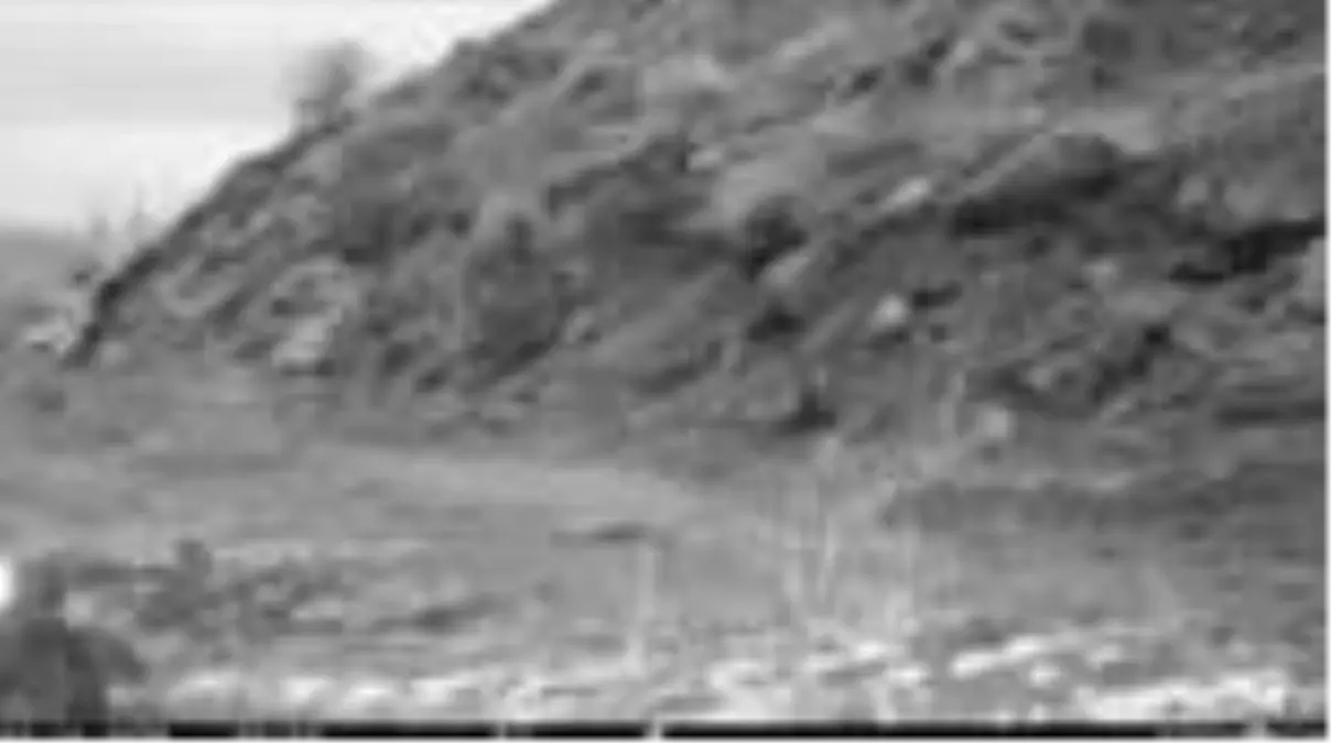 Yaban hayatı fotokapanla görüntülendi