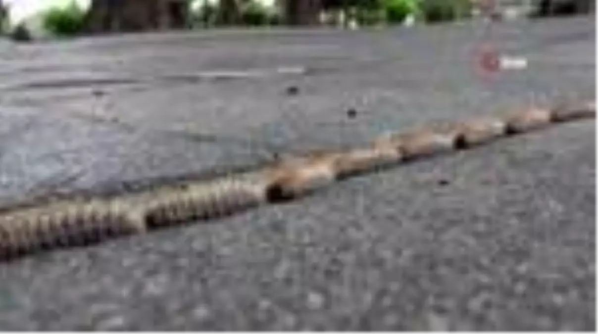 Çam kese tırtılları ilginç görüntüler oluşturdu