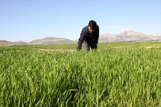 Ergani�de buğdayda sarı pas hastalığı uyarısı haberi fotografı