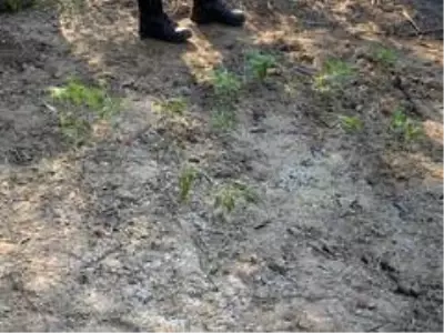 Gediz Nehri kenarında 55 kök kenevir ele geçirildi Gediz Nehri kenarında 55 kök kenevir ele geçirildi