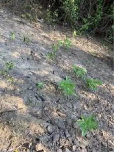 Gediz Nehri kenarında 55 kök kenevir ele geçirildi Gediz Nehri kenarında 55 kök kenevir ele geçirildi