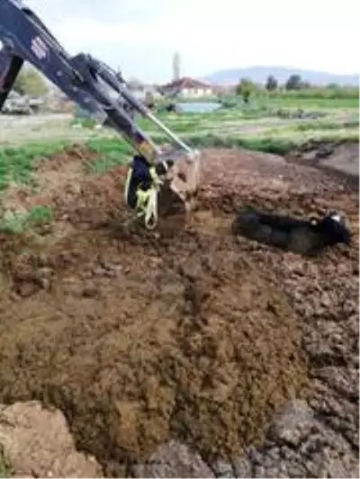 Tezek birikintisinden çıkamayan ineği itfaiye kurtardı Tezek birikintisinden çıkamayan ineği itfaiye kurtardı