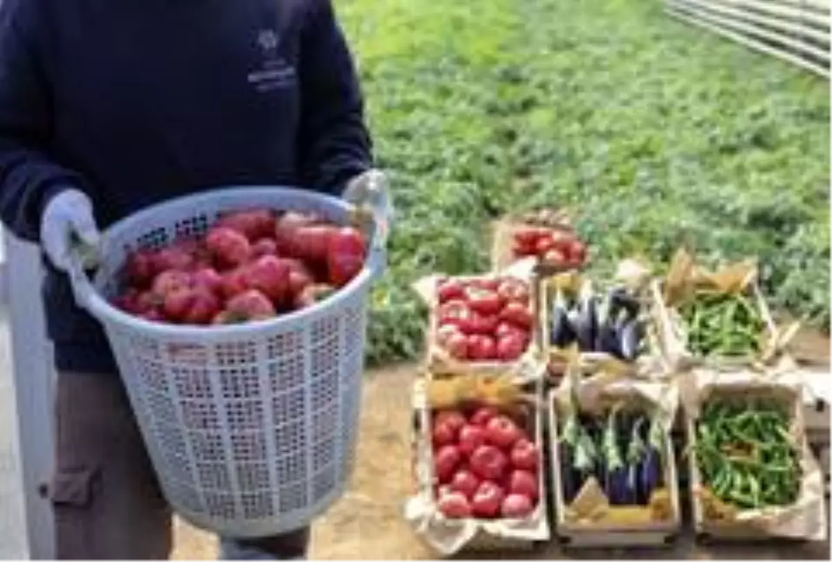 Ata tohumları ürünlerini verdi