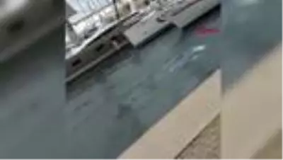 ATAKÖY MARİNA'DA YUNUSLARIN DANSI