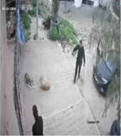 Kozan'da belediye barınağına köpek ölüsü bırakılma görüntüleri ortaya çıktı Kozan'da belediye barınağına köpek ölüsü bırakılma görüntüleri ortaya çıktı