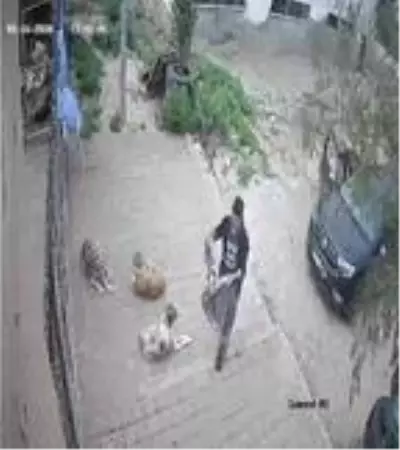Kozan'da belediye barınağına köpek ölüsü bırakılma görüntüleri ortaya çıktı Kozan'da belediye barınağına köpek ölüsü bırakılma görüntüleri ortaya çıktı